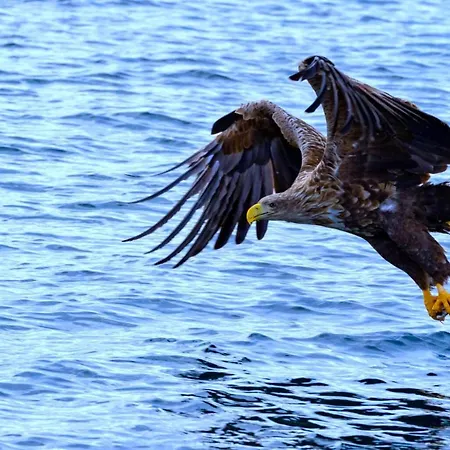 Ocean View Tind Lofoten Holiday home