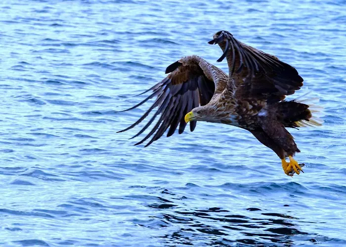 Ocean View Tind Lofoten Ferienhaus